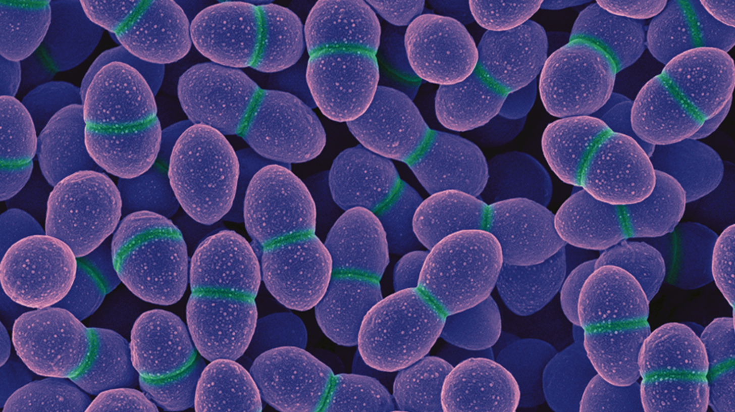 Боротьба з Enterococcus faecium: бактеріофаги як основа лікування