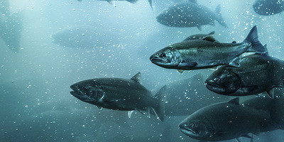 Бактеріофаги в аквакультурі