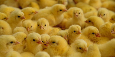 Фаговий коктейль проти сальмонели перевірено на птахофабрикі