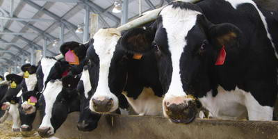 Бактеріофаги в лікуванні стафілококового маститу