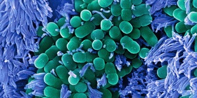 У США випробують фаговий препарат для лікування хвороби Крона