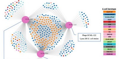 Випробувано фаговий коктейль проти E. coli