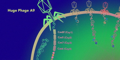 Виявлено гігантські бактеріофаги з незвичайними генами