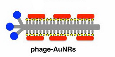 Наночастинки золота як контролери для фагів