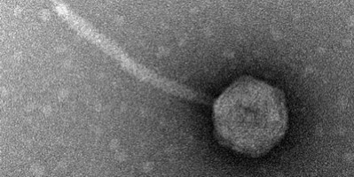 Генетичні модифікації розширюють діапазон хазяїв бактеріофагів