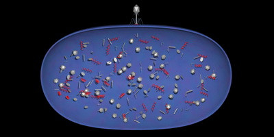 Комбінація фагів і антибіотиків: які переваги?