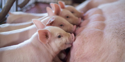 Бактеріофаги можуть захистити поросят від важкої інфекції