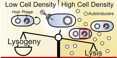 Чому бактеріофаги «підслуховують розмови» бактерій?