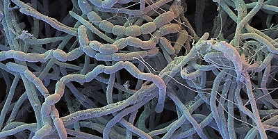 Аміноглікозидні антибіотики можуть інгібувати бактеріофаги