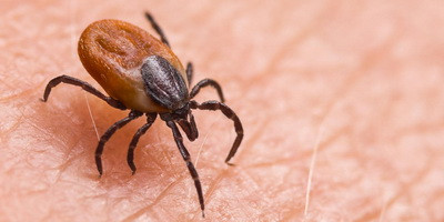 Бактеріофаги допомагають ранньому виявленню хвороби Лайма