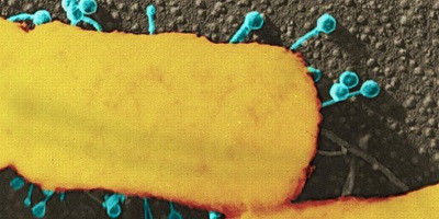 Як «навчання» може підвищити ефективність фагів?