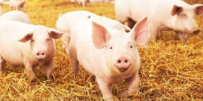 Антибіотики в тваринництві: чи є альтернатива?