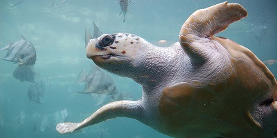 Фаготерапія рятує рідкісних тварин