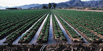 Бактеріофаги допомагають визначити бактеріальне забруднення води